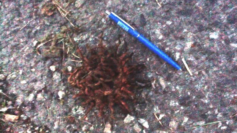 Illustration for article titled Help us identify this mysterious, Cthulu-esque organism, spotted in Stockholm, Sweden